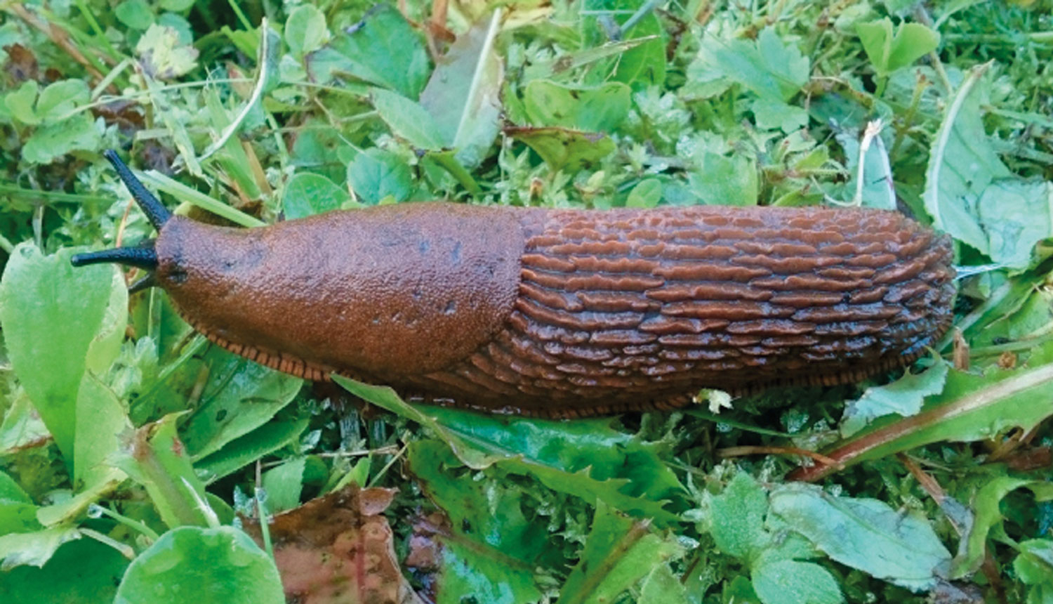 Spānijas kailgliemezis