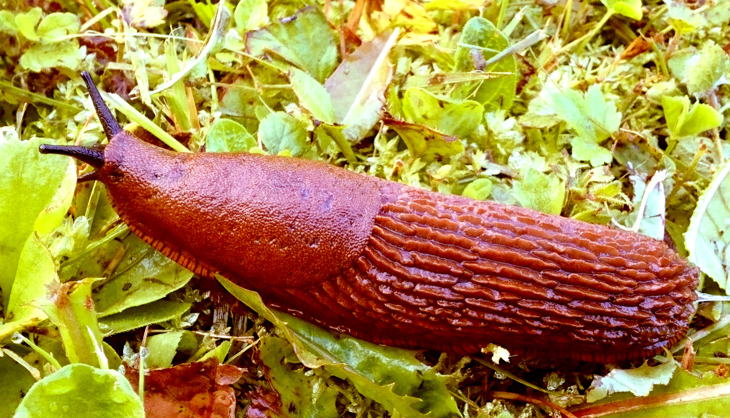 Spānijas kailgliemezis