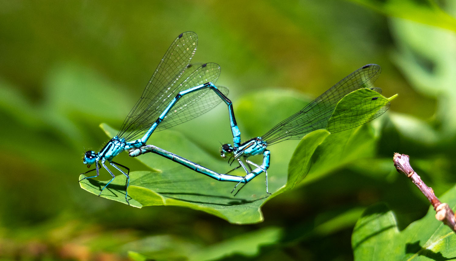 Zilās platkājspāres. Foto Andris Soms