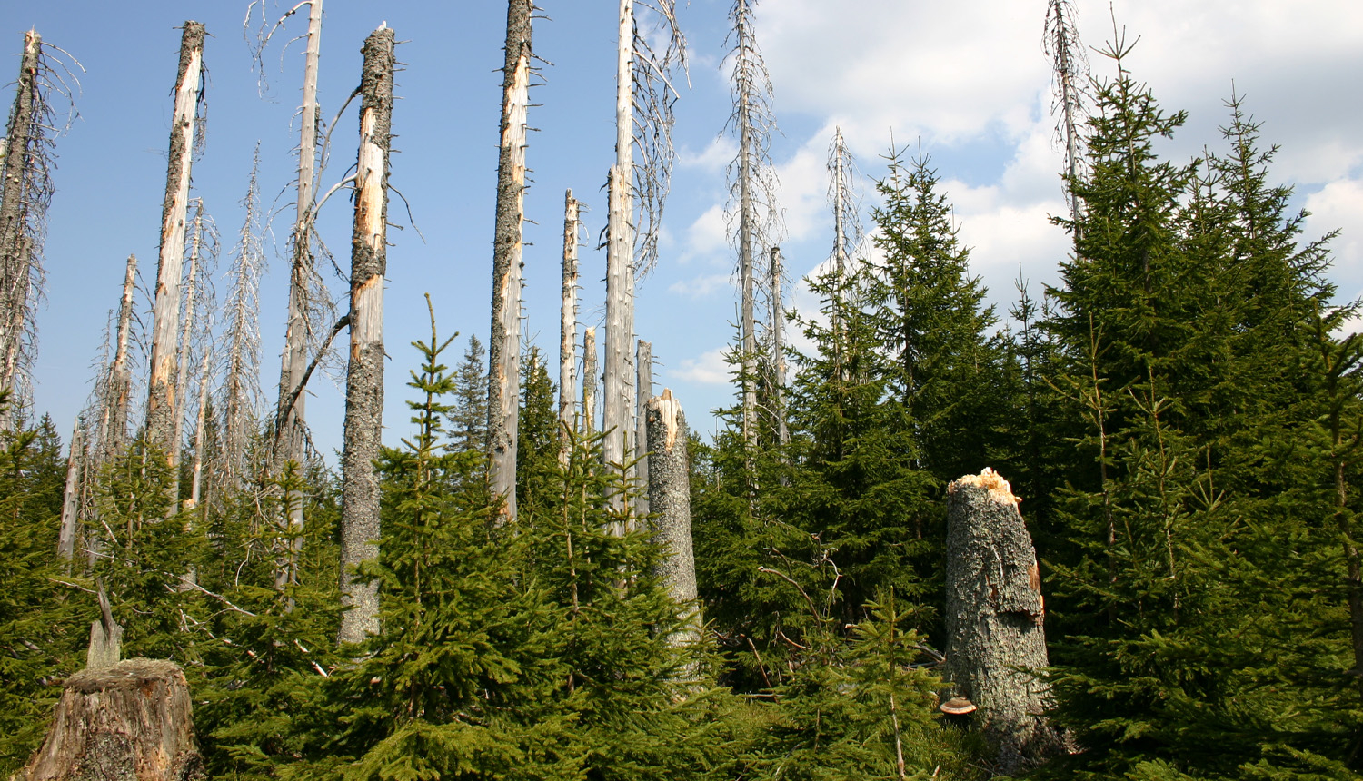 Šumavas Nacionālais parks. Mežs pēc astoņzobu mizgrauža invāzijas. Foto Andris Soms