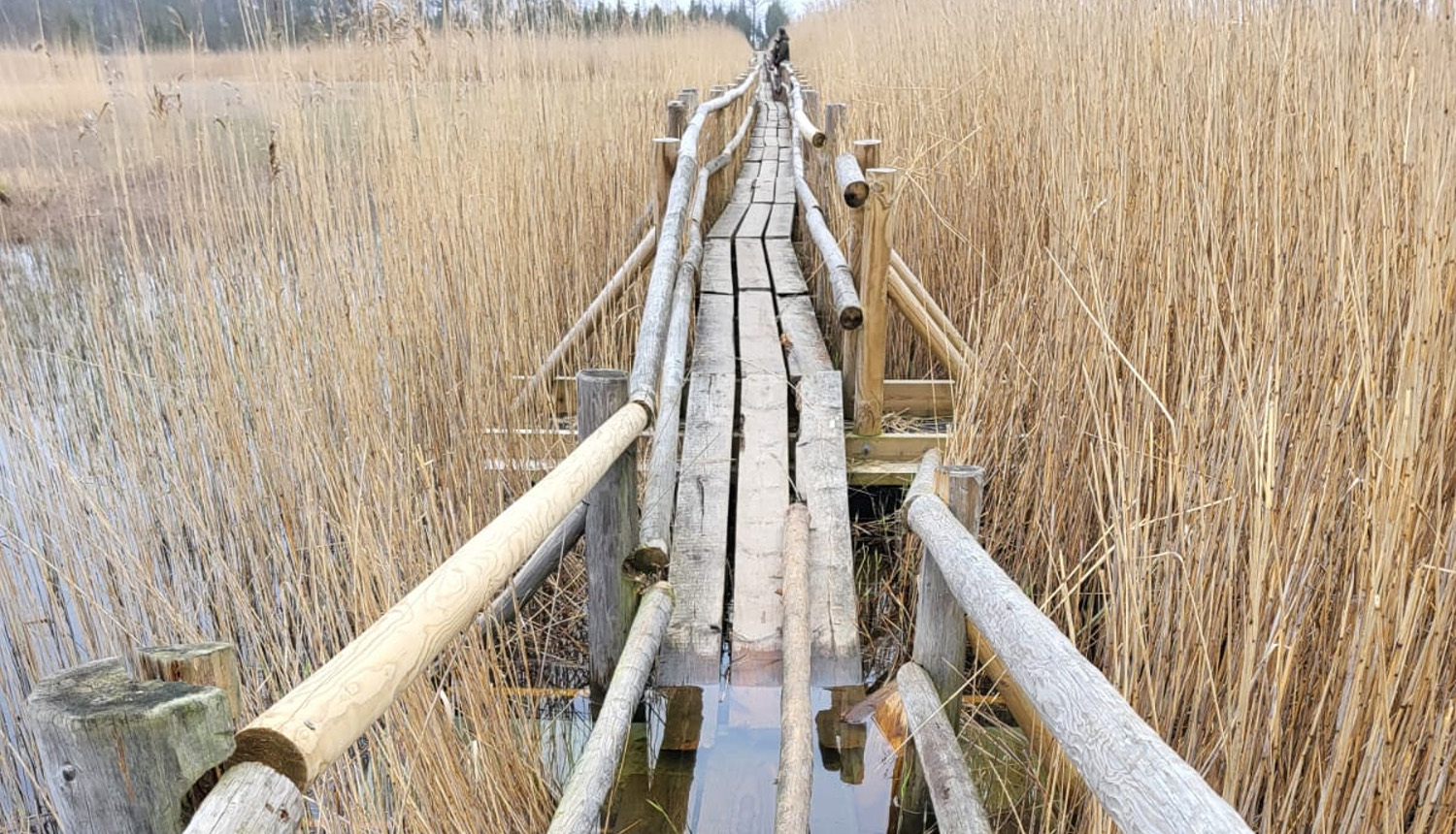 Kaņiera ezera Niedrāju laipa