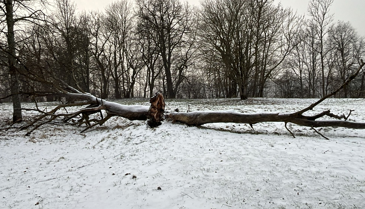 Sniegotā laucītē divi lieli vēja izgāzti koki.