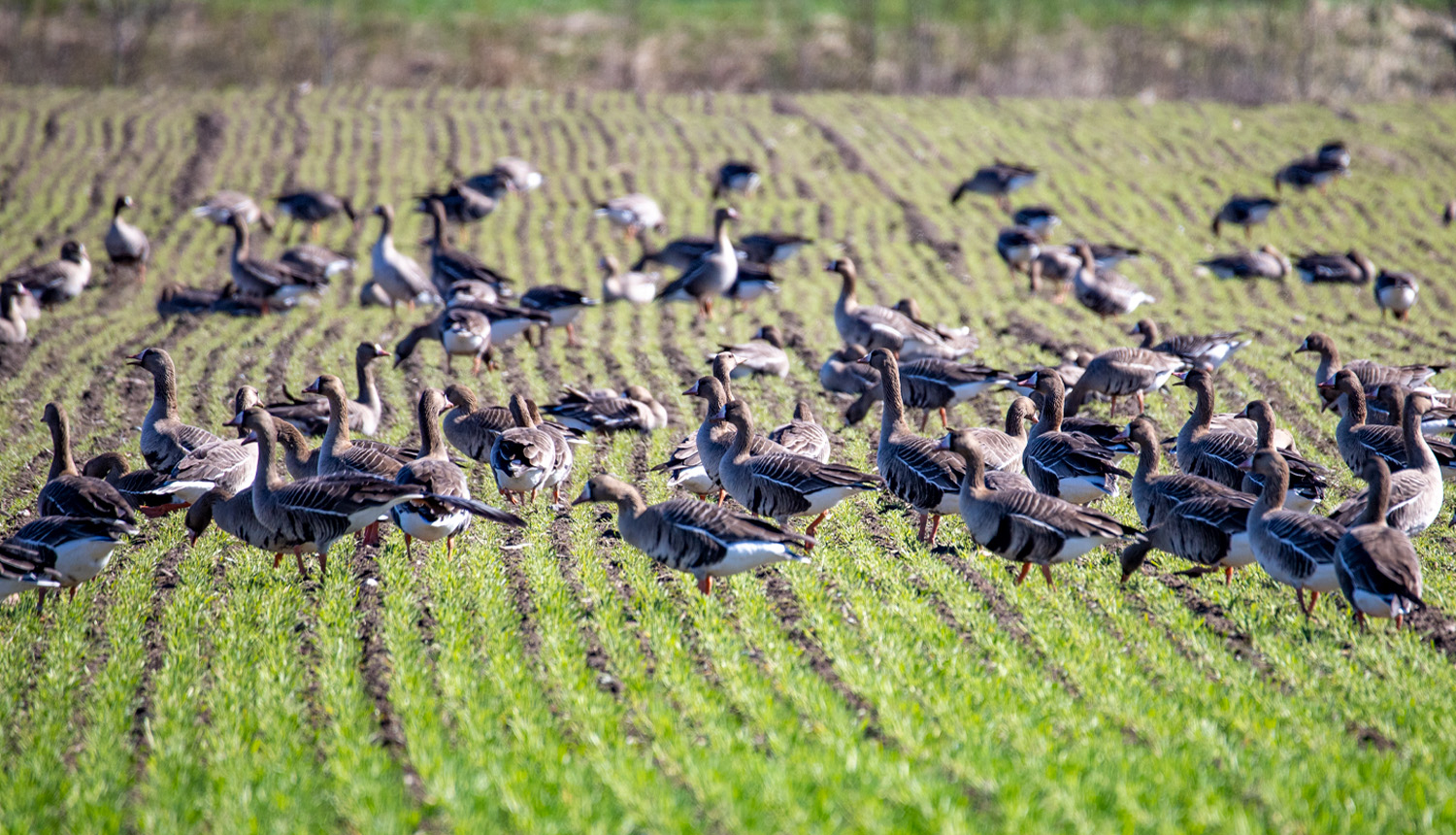 Sējas zosis uz lauka