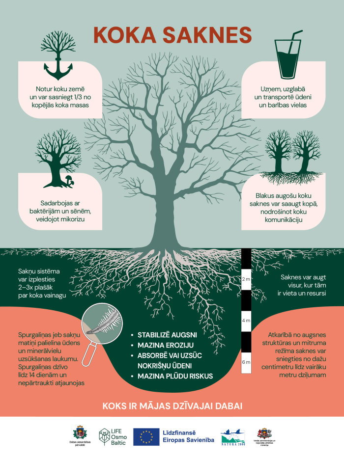 Infografika par koka saknēm