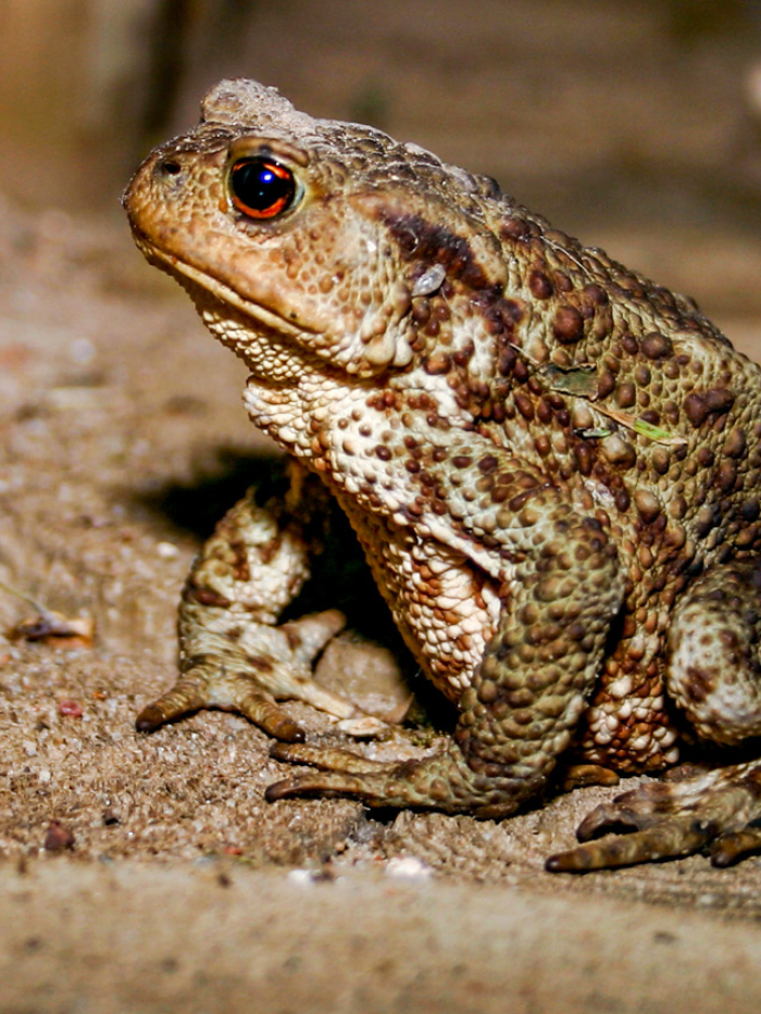 Parastais krupis