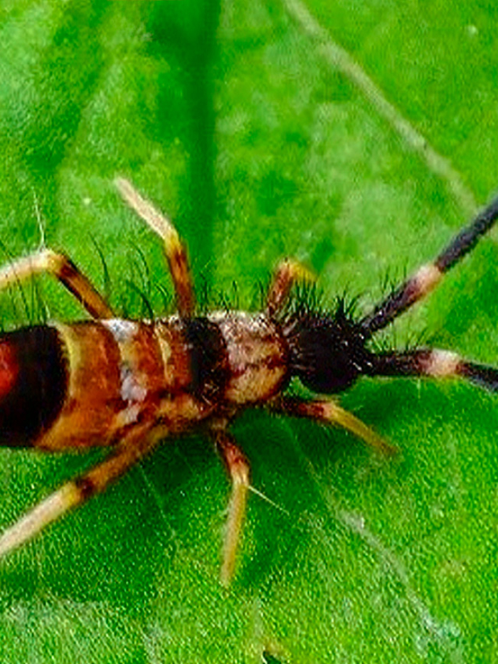 Kolembola Collembola sp. Foto: Arturs Bilerts