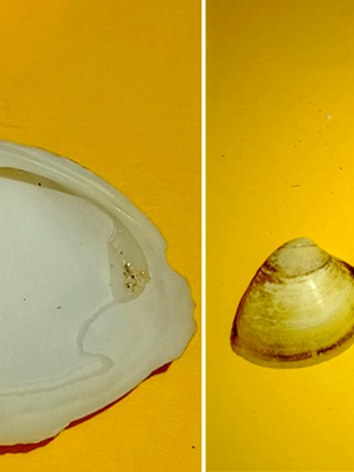 Gliemene Atlantijas maktrgliemene. Foto: Arturs Stalažs