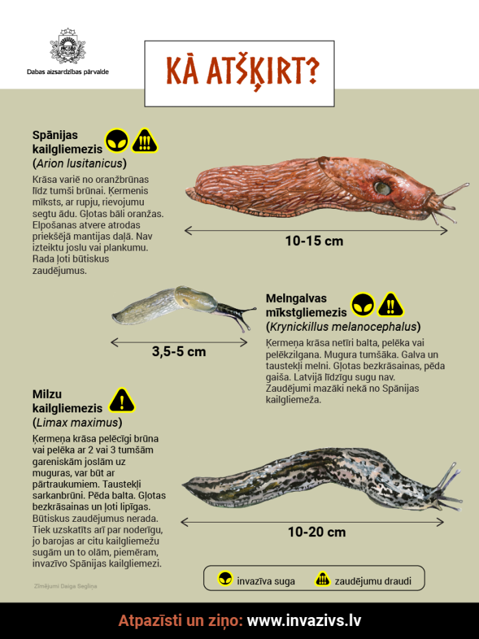 Infografika par kailgliemežu trīs sugu atšķirībām