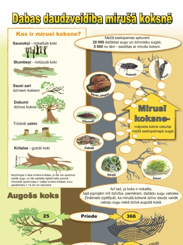 Dabas daudzveidība mirušā koksnē (2015)