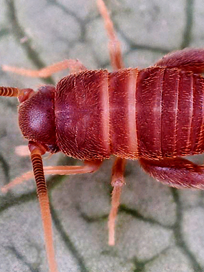 Skudru circenītis. Foto: Aleksandrs Balodis