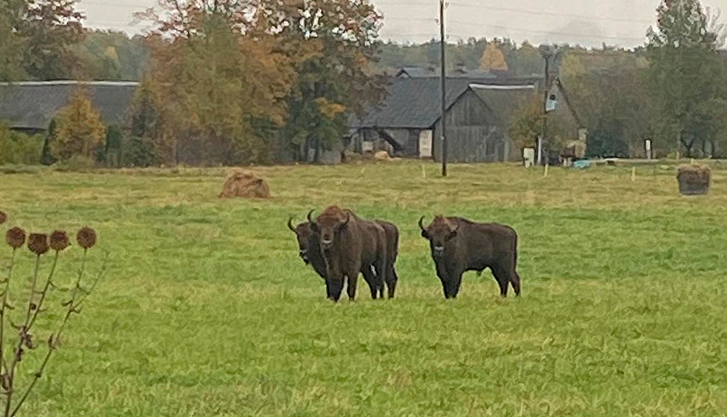 Trīs sumbri piemājas saimniecības pļavā