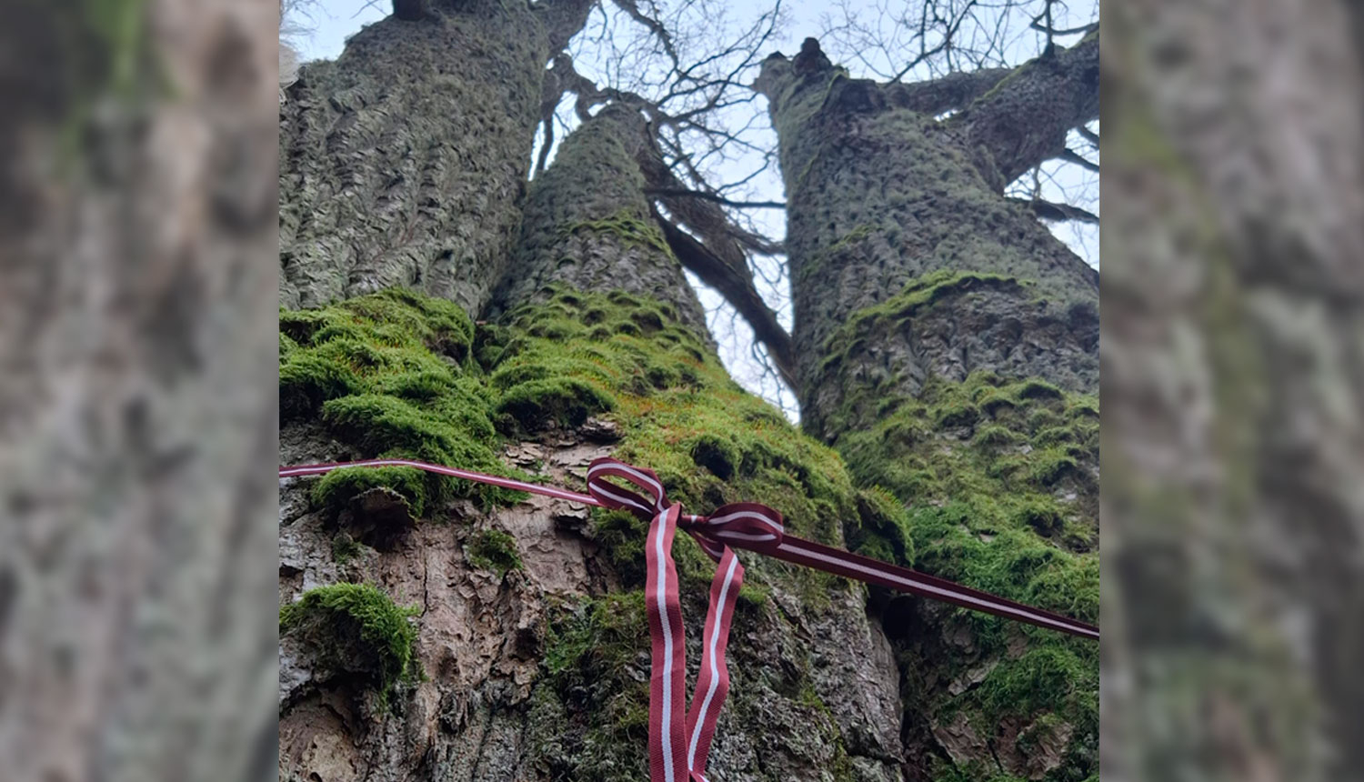 Piloru ozolu audzes ozols ar lentu Latvijas karoga krāsās