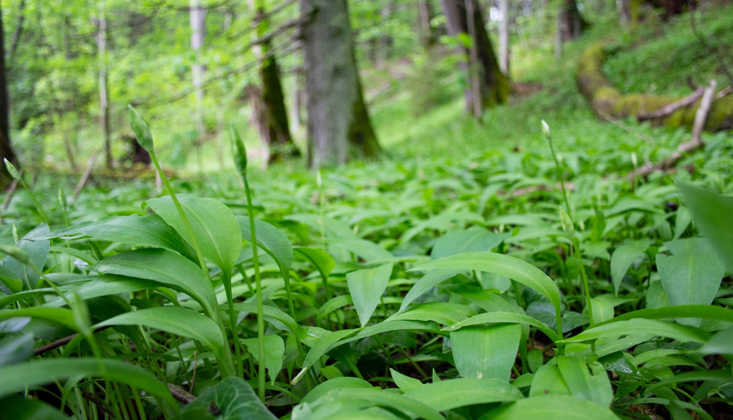 Laksis (Allium ursinum)