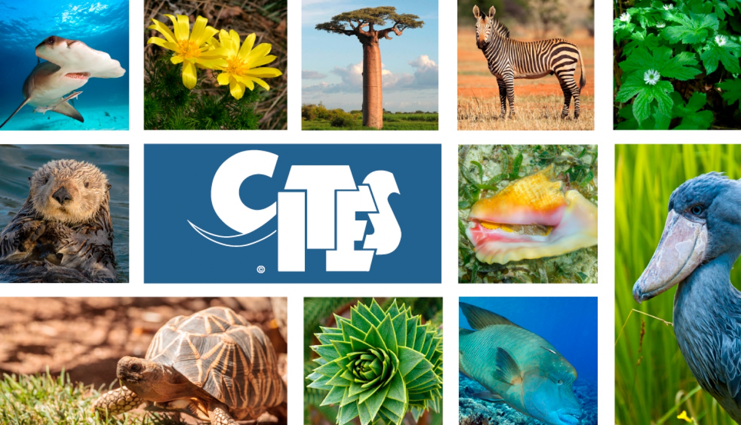 CITES semināri 2024