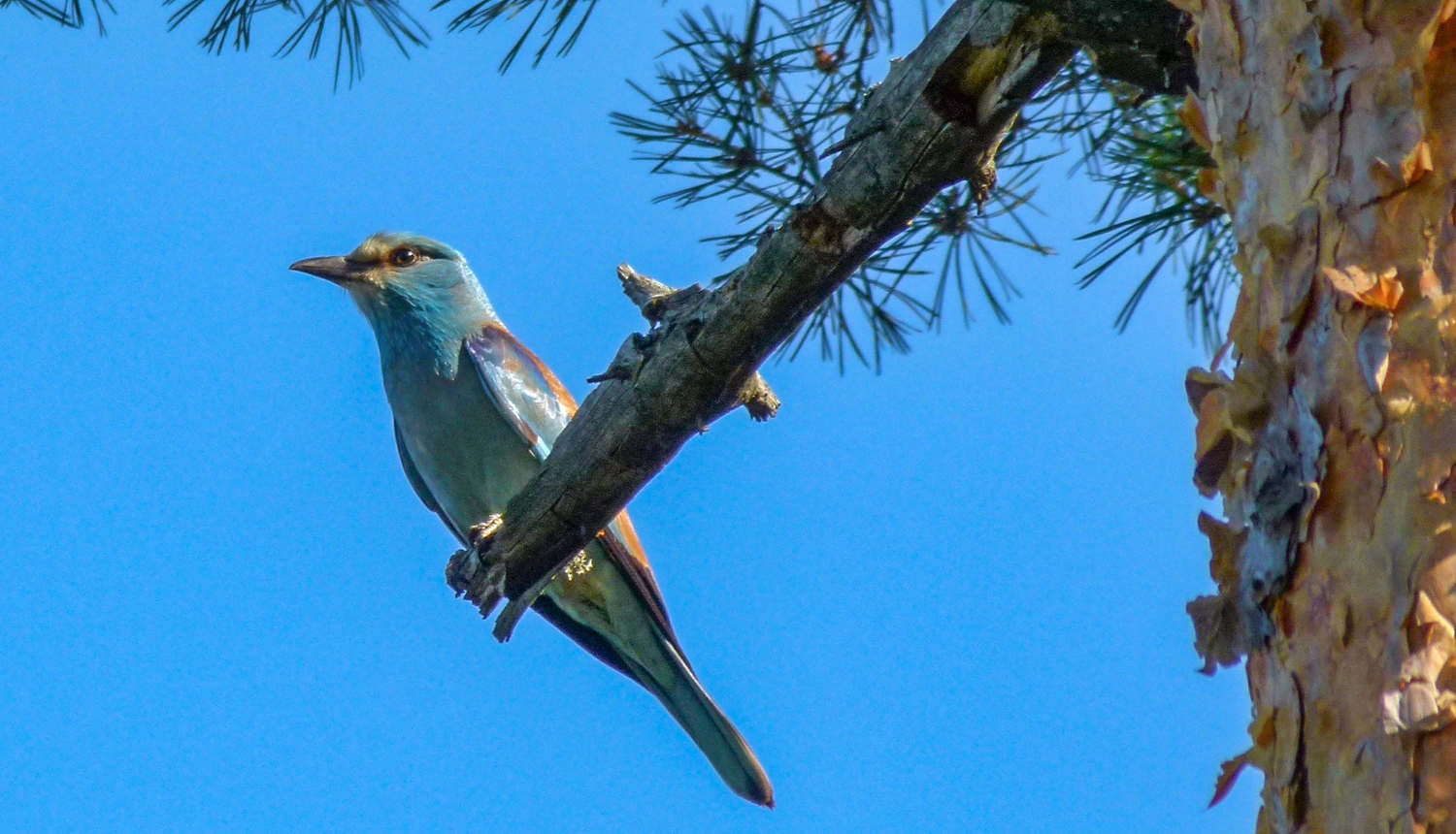 Zaļā vārna. Foto: Edmunds Račinskis