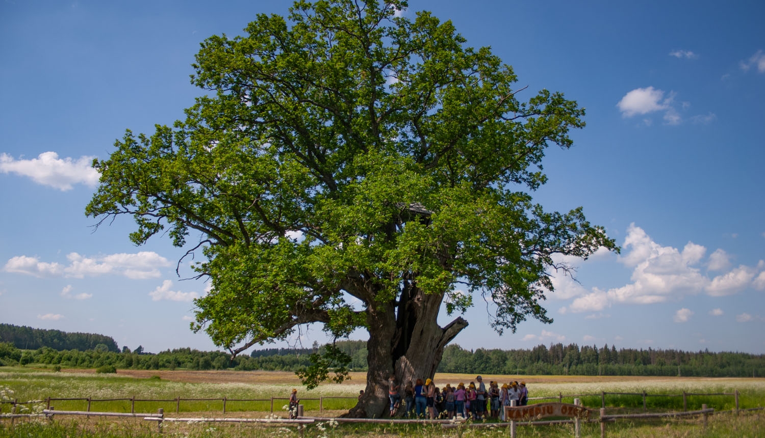 Dižkoks - Kaņepju ozols