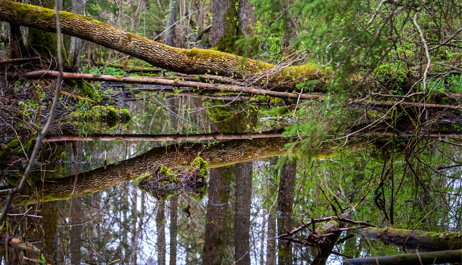 Purvaina meža ainava ar kritušiem, sūnām klātiem kokiem un mierīgu ūdens virsmu, kas atspoguļo blīvo zaļumu un kritušu koku stumbrus.