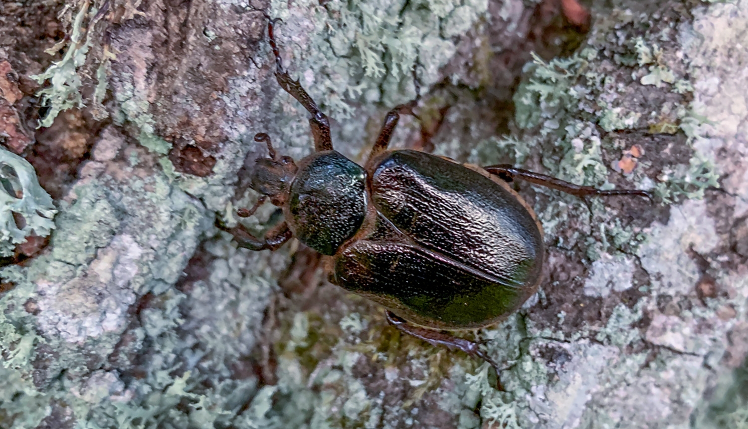 Lapkoku praulgrauzis