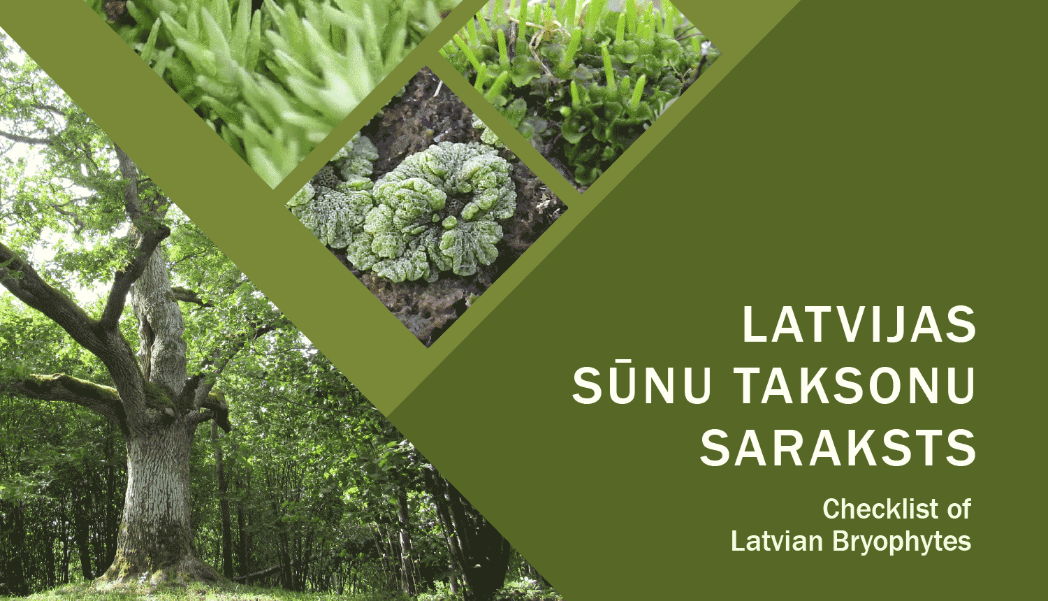 Latvijas sūnu taksonu saraksts