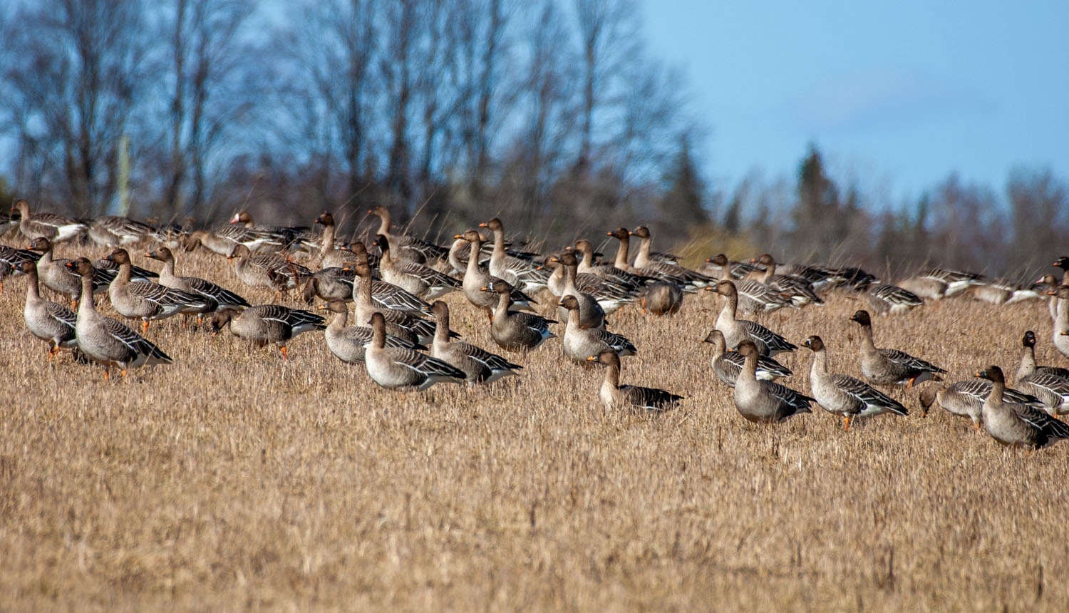 Sējas zosis lidojumā. Foto: Andris Soms