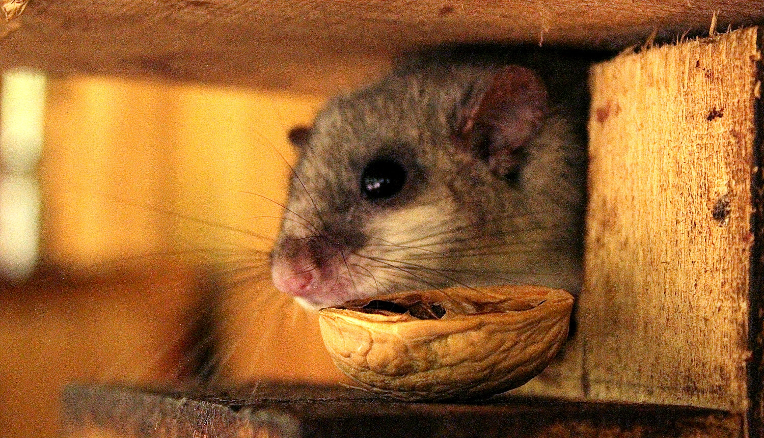 Lielais susuris (Glis glis)