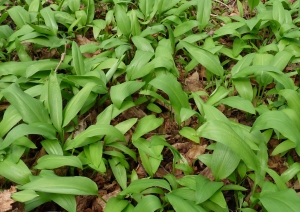 Laksis (Allium ursinum)