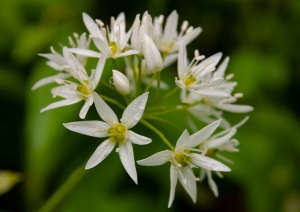 Laksis (Allium ursinum). Zieds.